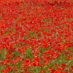 Securing Poppies